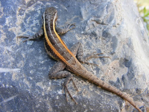 Smith's Rosebelly Lizard