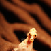 Observation photo