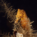 Observation photo
