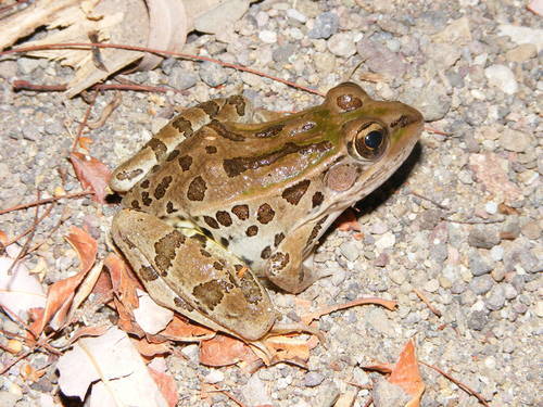 showy leopard frog