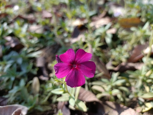 Madagascar Periwinkle