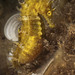 Observation photo