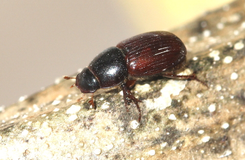 Loraphodius