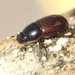 Loraphodius suarius - Photo (c) Özgür Koçak, all rights reserved, uploaded by Özgür Koçak