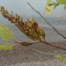 Walshia amorphella - Photo (c) stevepaiero, todos los derechos reservados, subido por stevepaiero