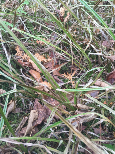 Swamp grass (Dinebra polystachyos)