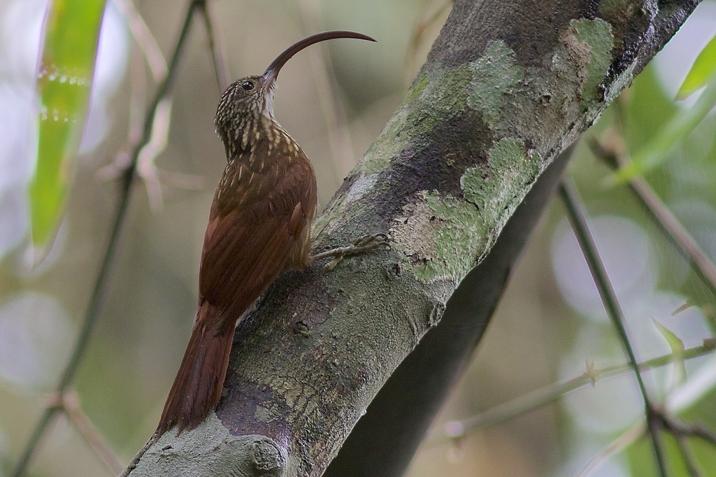 Xingu Scythebill photo