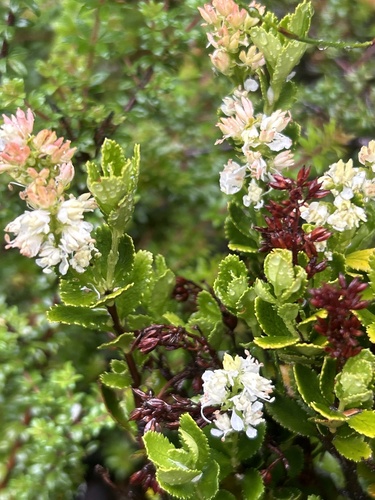 Tetracarpaeaceae