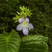 Streptocarpus daviesii - Photo (c) Carel Fourie, all rights reserved, uploaded by Carel Fourie
