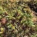 Juniperus communis charlottensis - Photo (c) olivia t, todos los derechos reservados, subido por olivia t
