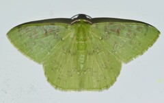 Image of Nemoria parcipuncta