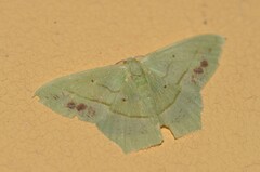 Image of Phrudocentra neis