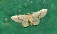 Image of Idaea vagula
