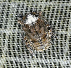 Onychocerus scorpio image