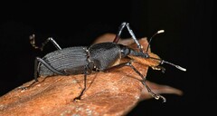 Rhinostomus barbirostris image