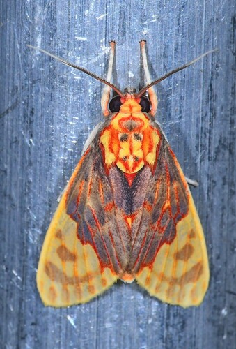 Scaptius chrysoperina