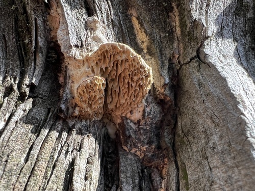 Fomitopsis juniperina