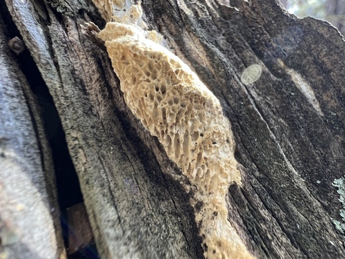 Fomitopsis juniperina