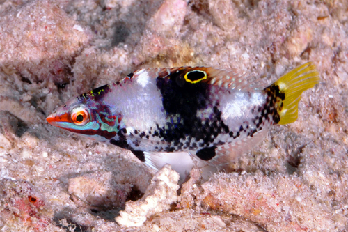 Checkerboard Wrasse