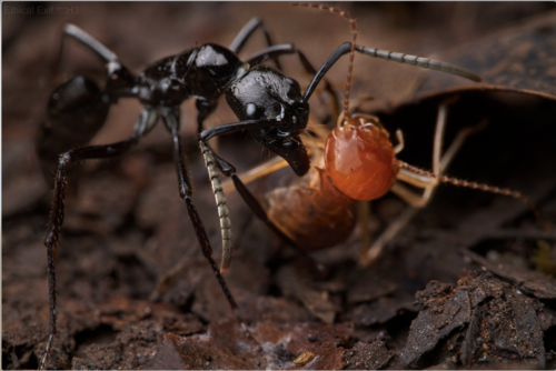 Neoponera commutata