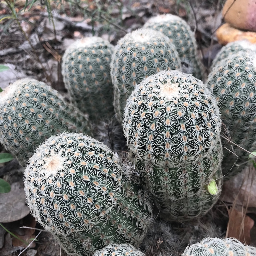 Photos Of White Lace Cactus Of Texas Subspecies Echinocereus Reichenbachii Caespitosus Inaturalist