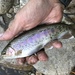 Kern River Rainbow Trout - Photo (c) Justin Baldwin, all rights reserved, uploaded by Justin Baldwin