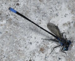 Argia oculata image