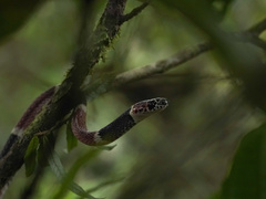 Rhinobothryum bovallii image