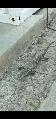 Nile Monitor