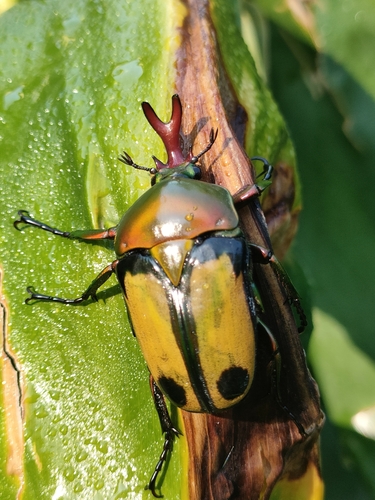 Eudicella trimeni
