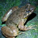 West Usambara Puddle Frog - Photo (c) donchelu, all rights reserved, uploaded by donchelu