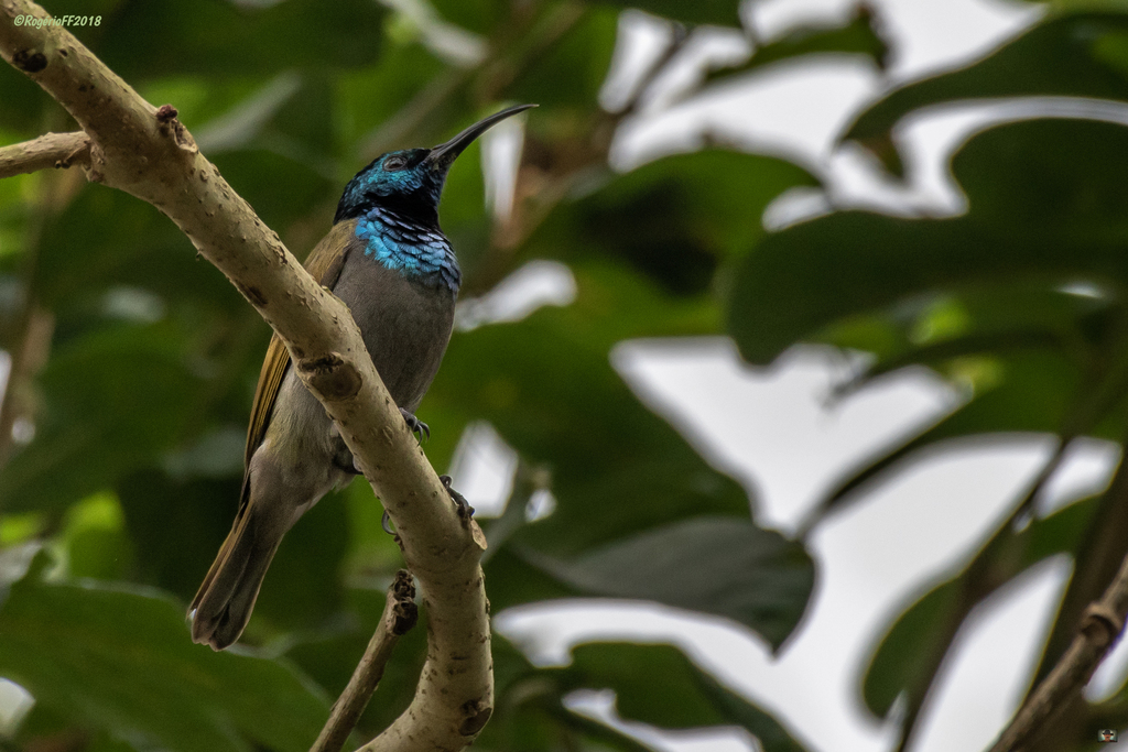 Bannerman's Sunbird photo