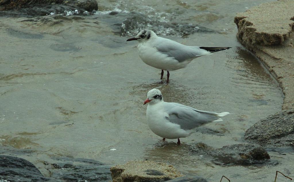 붉은부리갈매기 from Porto, Portugal on 2017년 02월 04일... iNaturalist 붉은부리갈매기 (Chroicocephalus ridibundus)