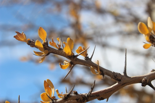 Boojum tree