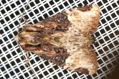 Image of Phosphila xylophila