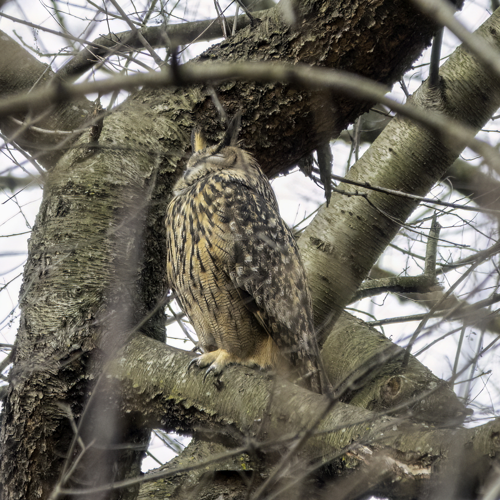 Flaco eurasian eagle owl nyc