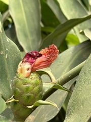 Costus laevis image