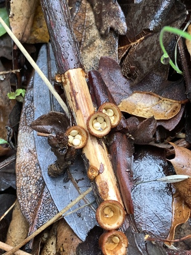 iNaturalist observation photo of common bird's nest fungus