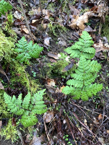 iNaturalist observation photo of goldback fern