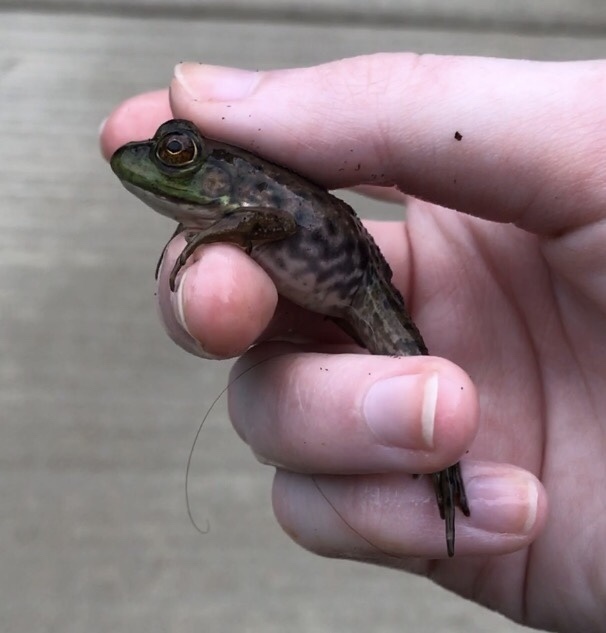 American Bullfrog from 310 Liberty Claybrook Rd, Beech Bluff, TN, US on ...