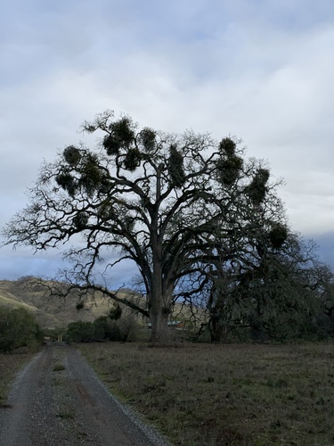 iNaturalist observation photo of blue oak