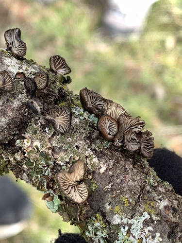 iNaturalist observation photo of Smoked Oysterling