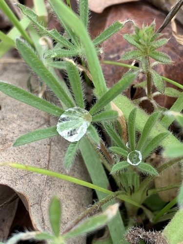 iNaturalist observation photo of Miniature Lupine