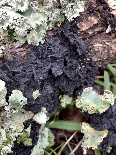 iNaturalist observation photo of Exidia