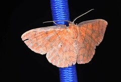 Image of Semaeopus fulvescens