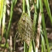 Carex dolichophylla - Photo (c) Pedro Jimenez-Mejias, todos los derechos reservados, subido por Pedro Jimenez-Mejias
