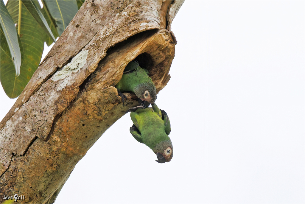 Dusky-headed Parakeet (Aratinga weddellii) photo