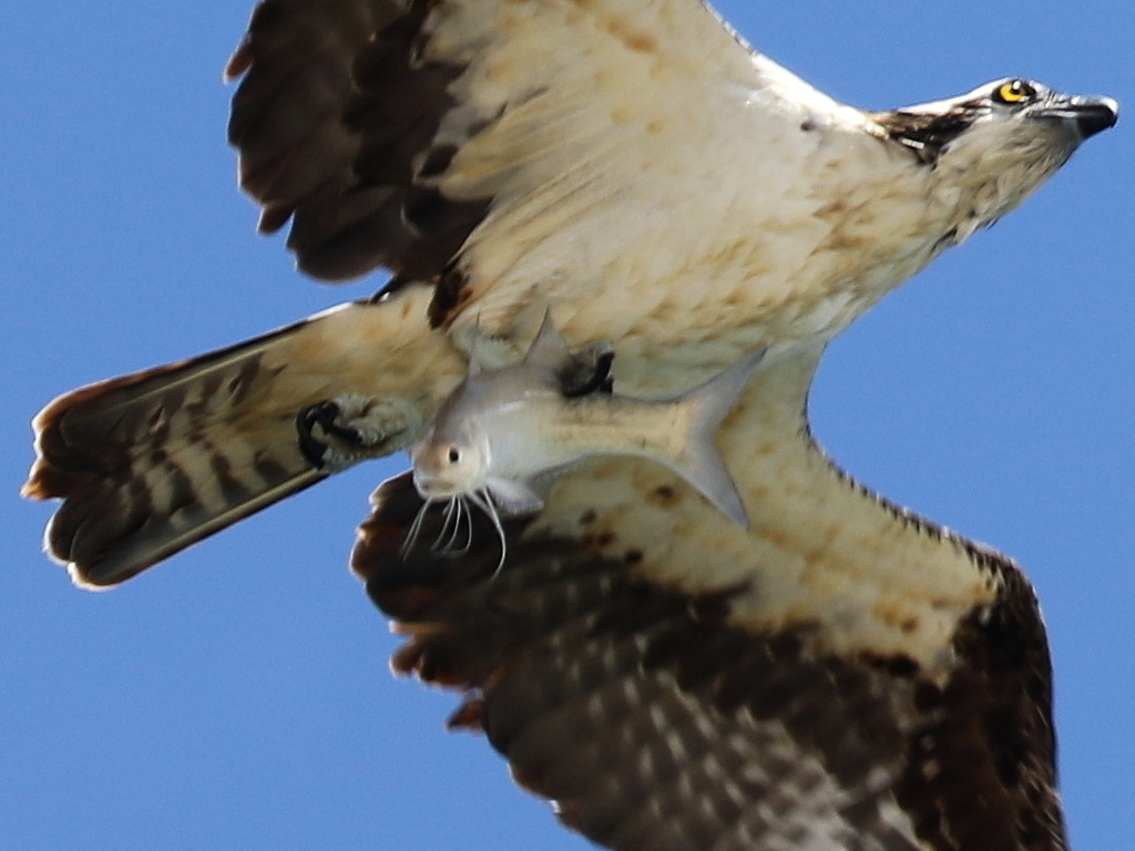 Sevenfingered Threadfin from Florida, USA on September 21, 2018 at 12