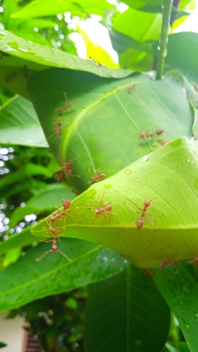 Asian Weaver Ant