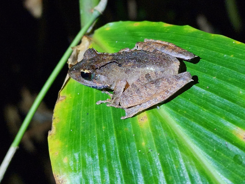 Gephyromantis luteus from Marojejy National Park on January 30, 2023 at